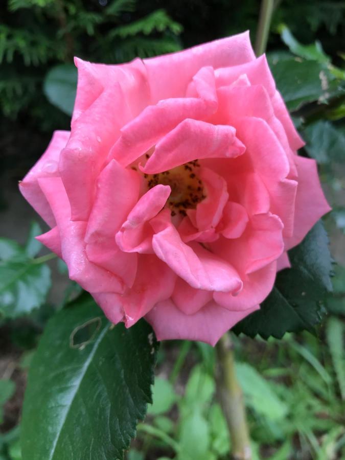 Gite De L'Homme Blanc Soizy-aux-Bois Exterior foto
